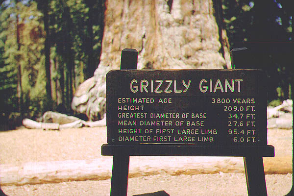 Brice_Zion_Sequoia11_Jun59