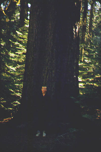 Brice_Zion_Sequoia14_Jun59