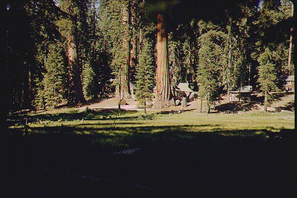 Brice_Zion_Sequoia16_Jun59