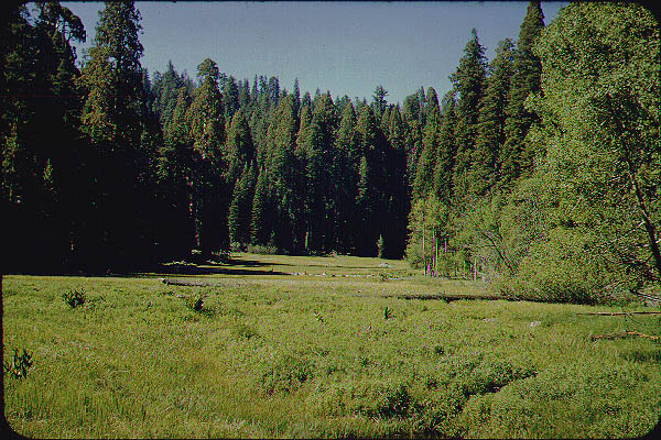 Brice_Zion_Sequoia18_Jun59