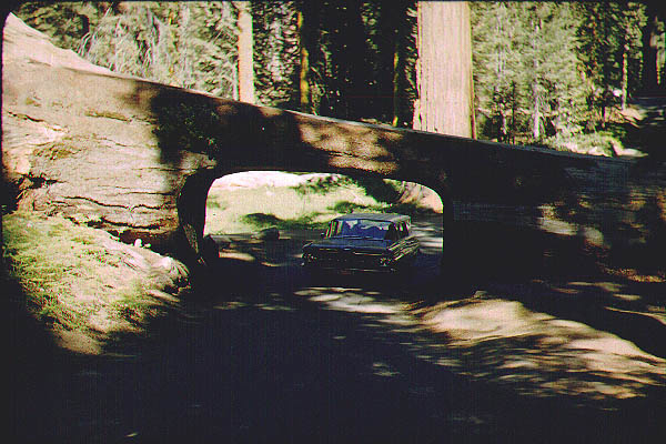 Brice_Zion_Sequoia19_Jun59