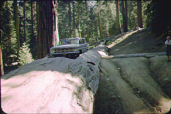 Brice_Zion_Sequoia20_Jun59