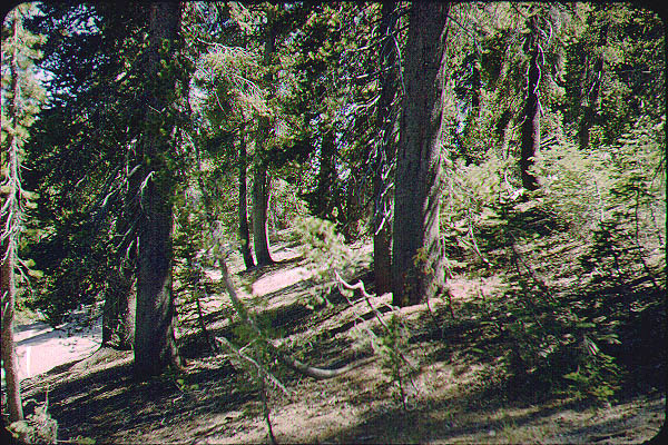 Brice_Zion_Sequoia2_Jun59