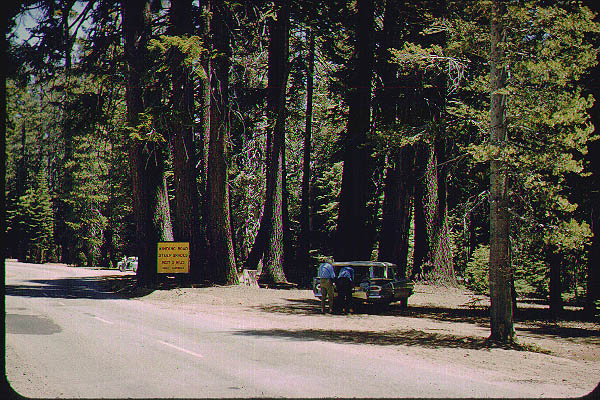 Brice_Zion_Sequoia9_Jun59