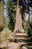 Brice_Zion_Sequoia10_Jun59