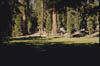 Brice_Zion_Sequoia16_Jun59