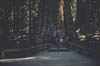 Brice_Zion_Sequoia22_Jun59