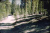 Brice_Zion_Sequoia3_Jun59