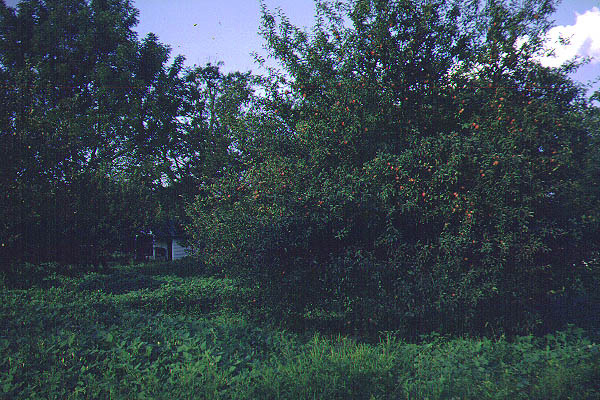 Appletree