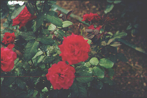 Roses