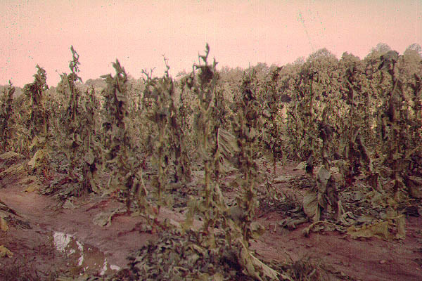 Storm_damaged_crops